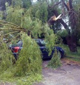 Burza w Tczewie. Połamane drzewo spadło na samochód! [ZDJĘCIE]