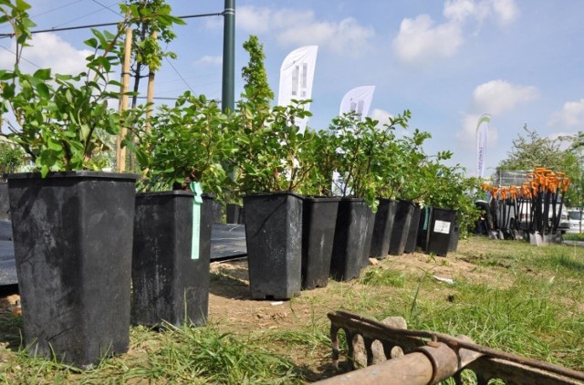 W Bydgoszczy będą za darmo rozdawane sadzonki drzew