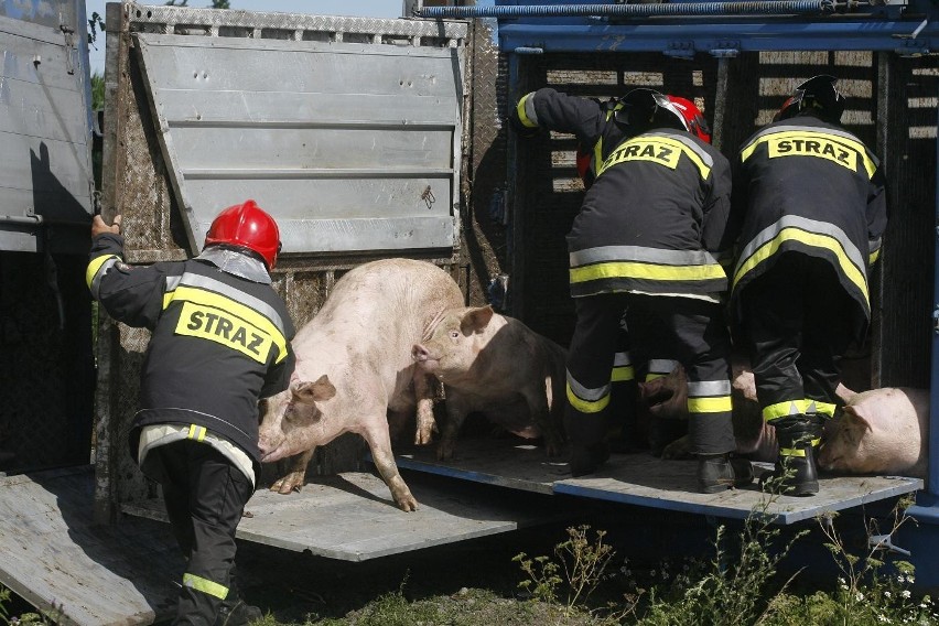 Wypadek ciężarówki ze świniami na trasie Legnica - Złotoryja (ZDJĘCIA)