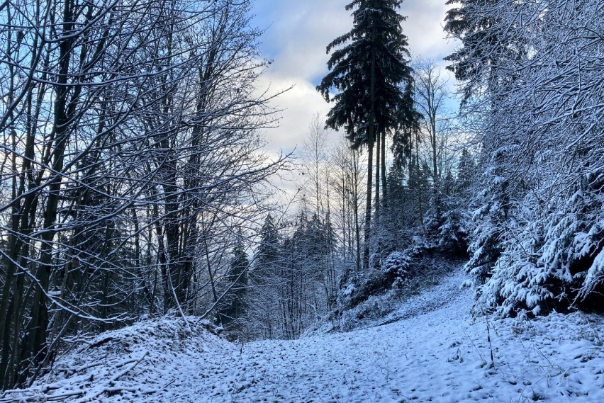 Góra Dzikowiec - 836 m n.p.m.