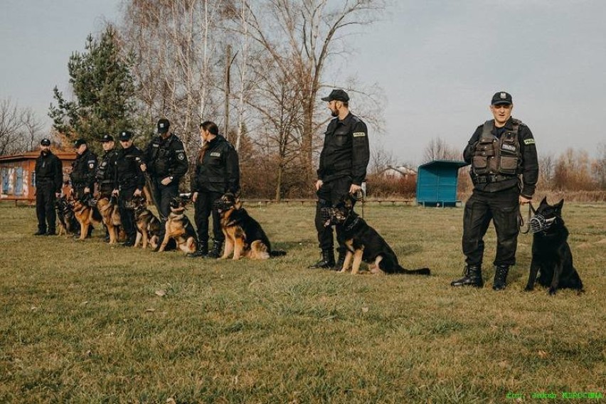 Tarnów. Mężczyzna chciał odebrać sobie życie. Odnalazł go pies policyjny