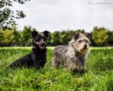 Psy do adopcji w Radomiu. Obejrzyj piękne psiaki z radomskiego schroniska, może któregoś pokochasz i przygarniesz (ZDJĘCIA)