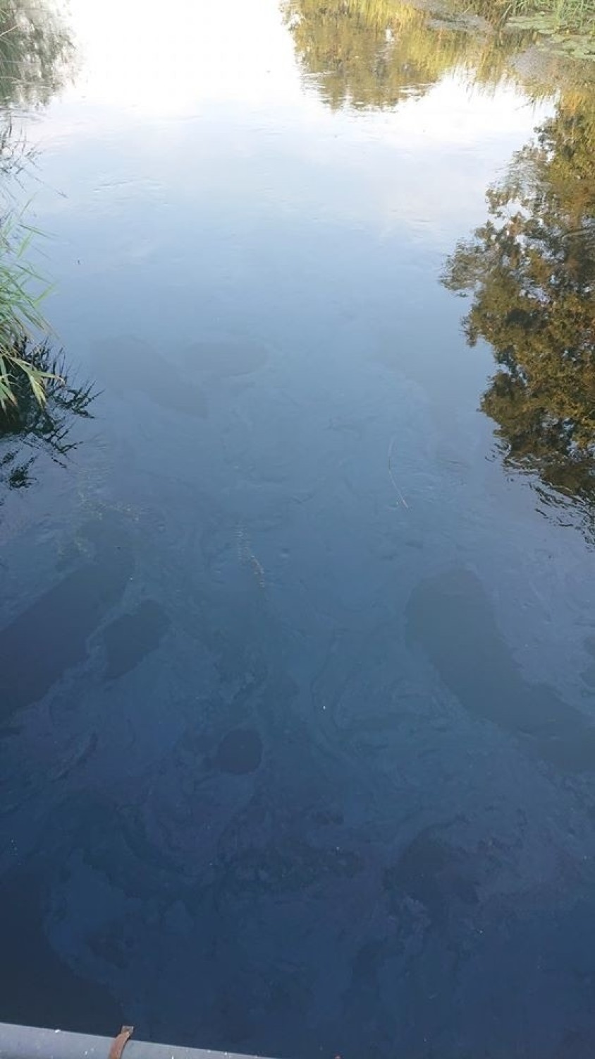Dolny Śląsk. Przepiękna rzeka skażona. Mnóstwo w niej śniętych ryb (ZOBACZCIE ZDJĘCIA)