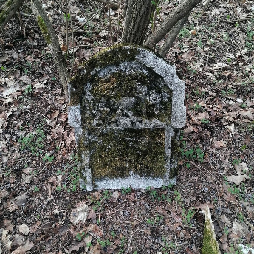 Porządkowali stary cmentarz w Buku. Odkryli nagrobki dawnych mieszkańców wsi [ZDJĘCIA, FILM]