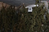 Uprawa konopi indyjskich na Żywiecczyźnie – policjanci znaleźli ponad 4 kg niedozwolonych roślin w Jeleśni