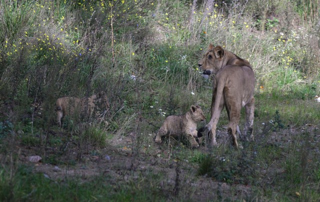 Prezentacja gdańskich lwiątek w oliwskim zoo