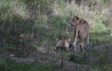Trzy lwiątka po raz pierwszy zaprezentowały się gościom gdańskiego zoo [ZDJĘCIA, WIDEO]