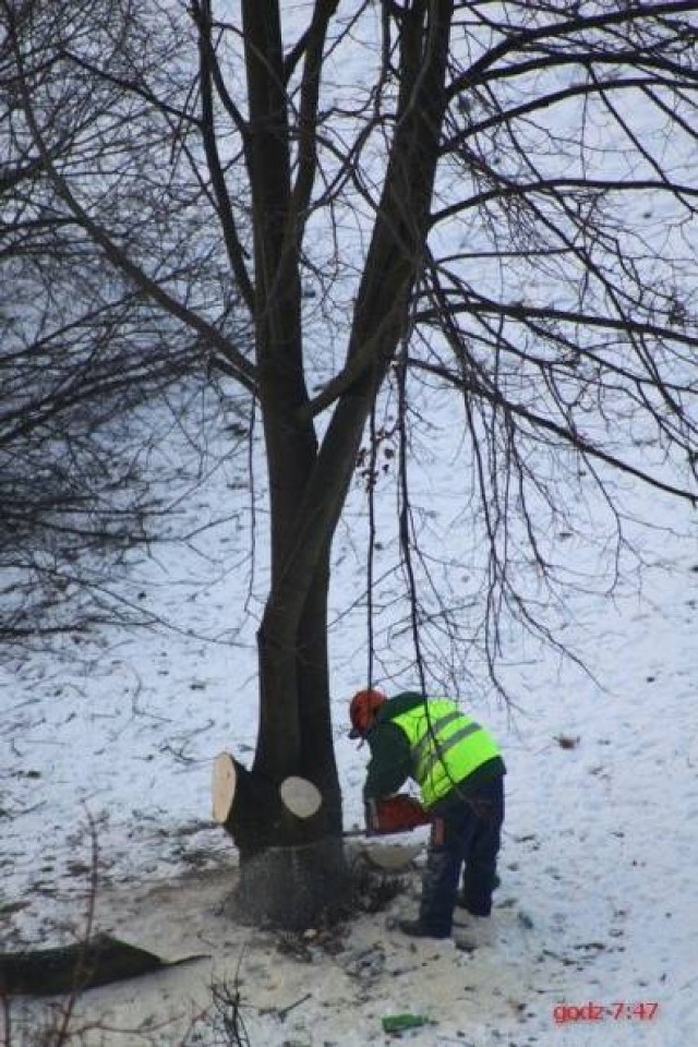 Śledztwo w sprawie kontrowersyjnej wycinki drzew przy 
ul. ...
