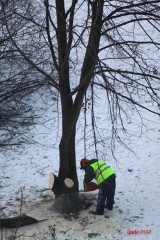 Przesłuchania w sprawie wycinki drzew przy ul. Walecznych w Lublinie