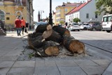 Tarnów. Jak nie wycinki, to uschnięte drzewka. Społeczna akcja receptą na ratowanie zieleni?