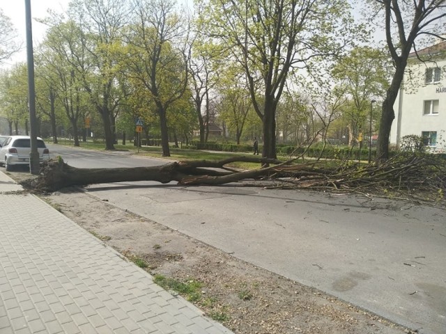 Mocno wieje dziś na Kujawach. Na ulicy Sikorskiego w Inowrocławiu wiatr powalił drzewo. Natomiast w Giebni, między Janikowem a Pakością, przewr&oacute;ciła się przyczepa od ciężar&oacute;wki.

Zobaczcie też:  Burza piaskowa na Kujawach. Momentami nic nie widać

&lt;center&gt;
Flash INFO, odcinek 11 - najważniejsze informacje z Kujaw i Pomorza.
&lt;script class=&quot;XlinkEmbedScript&quot; data-width=&quot;640&quot; data-height=&quot;360&quot; data-url=&quot;//get.x-link.pl/cfe1193f-d173-e67f-8188-8604f8c518c6,1f8bab4f-ebae-a578-1c5d-f02e60e54c56,embed.html&quot; type=&quot;application/javascript&quot; src=&quot;//prodxnews1blob.blob.core.windows.net/cdn/js/xlink-i.js?v1&quot;&gt;&lt;/script&gt;
&lt;/center&gt;