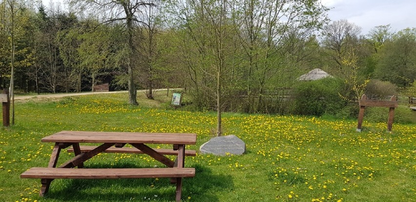 Zapraszamy do Arboretum Leśnego w Stradomi. Kwitną już różaneczniki! (GALERIA)