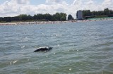 Martwa foka we Władysławowie (lipiec 2018). Ciało dryfuje w Bałtyku i zbliża się do plaży w Chałupach | ZDJĘCIA 