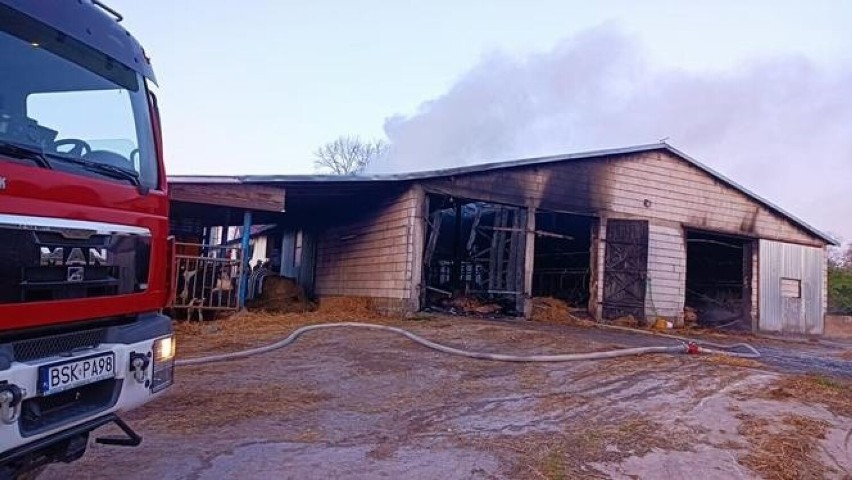Tragiczny pożar obory w regionie. Ponad 100 sztuk bydła strawił ogień. W akcji udział wzięło 13 zastępów straży pożarnej