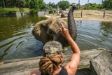 Słoniarnia w Nowym Zoo w Poznaniu została otwarta 9 lat temu. Poznaj jej tajemnice! [ZDJĘCIA]