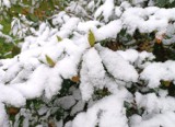 Masz rododendrony lub inne rośliny, które nie zrzucają liści na zimę? Zadbaj o nie już teraz, bo nie tylko mróz jest dla nich groźny