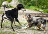 Psy w Opolu bez nadzoru? List czytelniczki