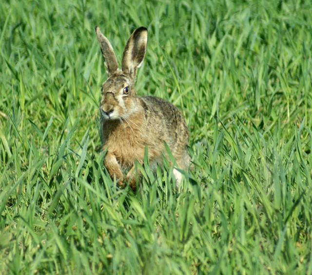 Wielkie poszukiwanie zajączka w ogrodzie zoologicznym. ZOO zaprasza na rodzinną imprezę