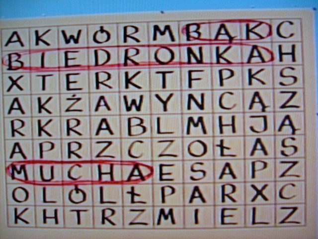 Wśród pospolitych owadów wprawne oko szybko znajdzie stworzenia nieco większe - &quot;byki&quot; ortograficzne. Podpowiedź: 6 poziomo i 10 pionowo. Fot. Krzysztof Krzak