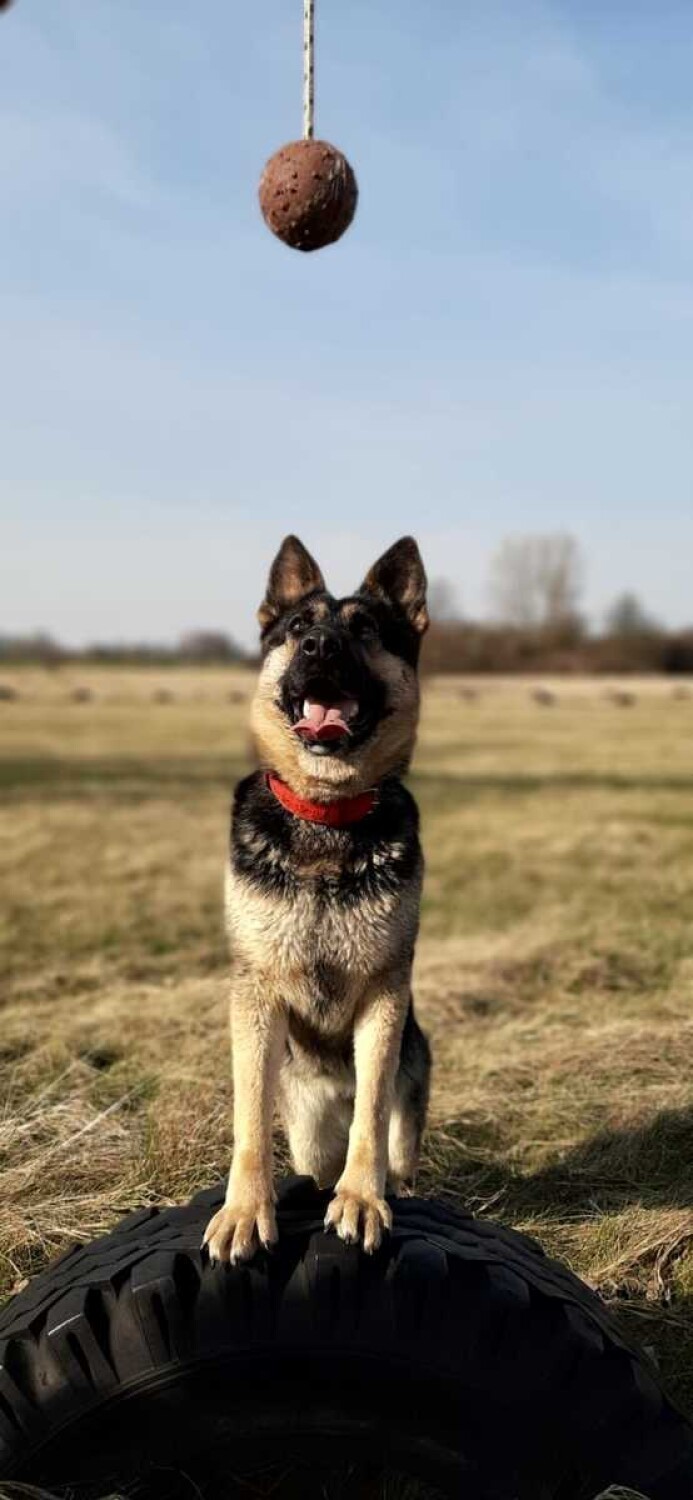 Policja z Głogowa szuka przewodników psów służbowych