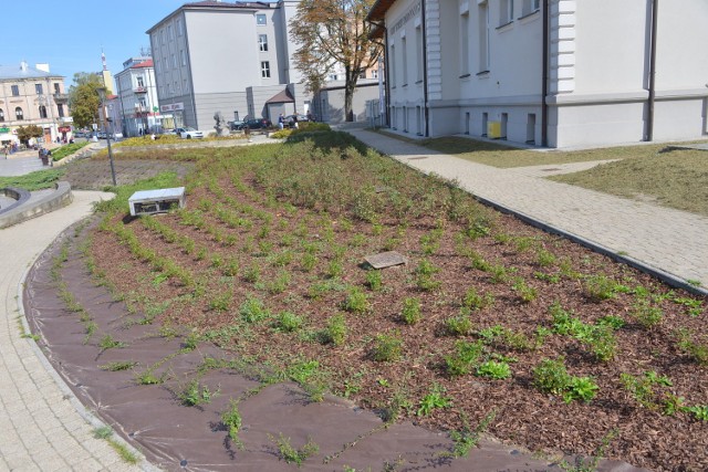 Na skarpie między BWA i placem Artystów posadzono ponad tysiąc roślin, za urządzenie rabaty zapłaciła  firma Polmo SHL.