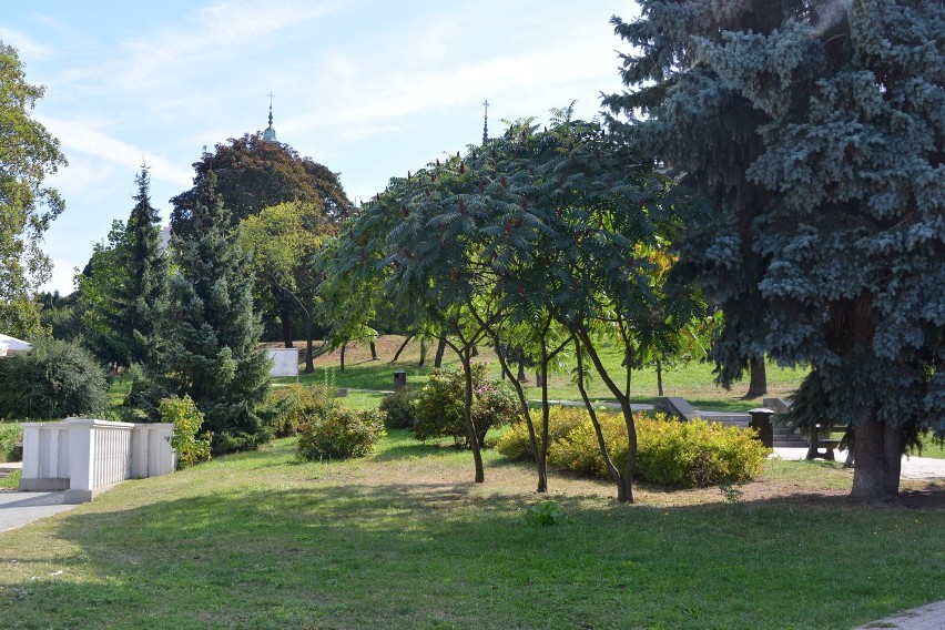 Za urządzenie w Kielcach rabaty z ponad tysiącem roślin zapłacił przedsiębiorca 