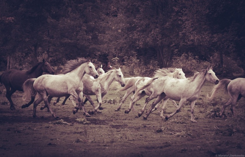 Otwarcie wystawy fotograficznej „Konie i góry” w CKiS - DK...