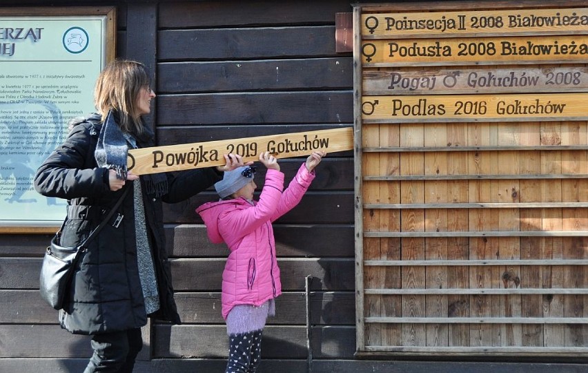 Ośrodek Kultury Leśnej w Gołuchowie. Najmłodszy z żubrów otrzymał imię