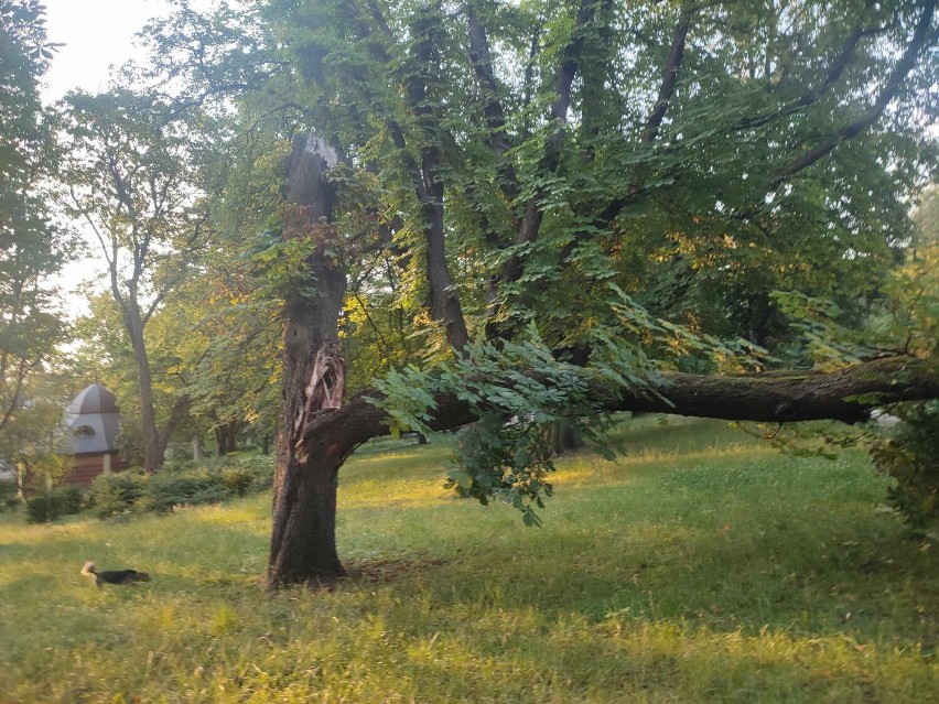 Niebezpieczny incydent w parku pod Jasną Górą. Drzewo runęło na alejkę spacerową