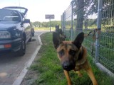 Psy w skandalicznych warunkach jechały z Lubania do Bełchatowa