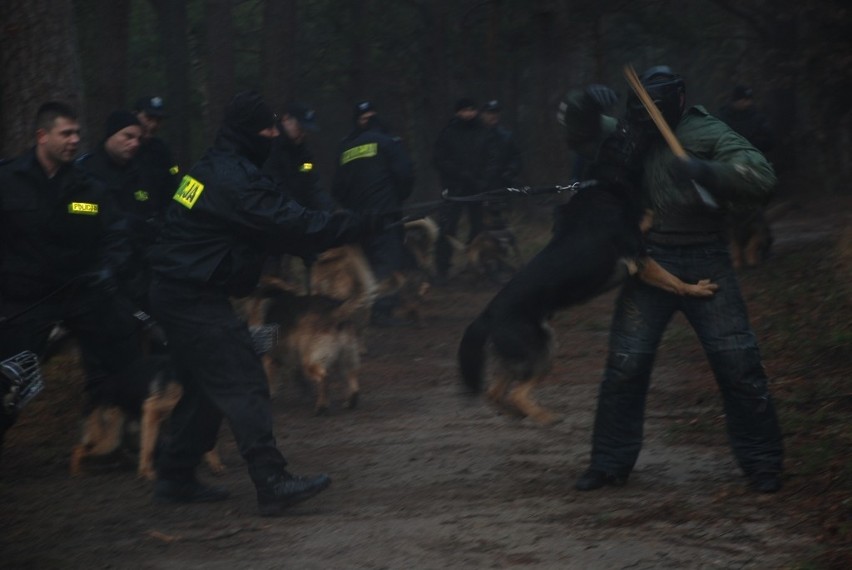 Wejherowo: Szkolili psy policyjne [zdjęcia i filmik]