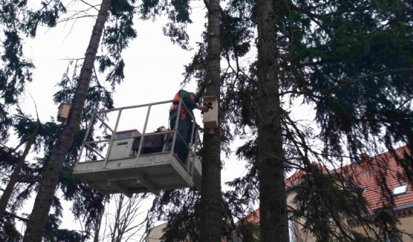 Zawiesili przy starostwie budki dla ptaków i nietoperzy [ZDJĘCIA]