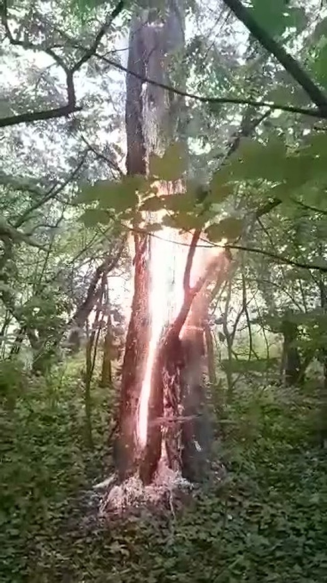 Drzewo, w które uderzył piorun