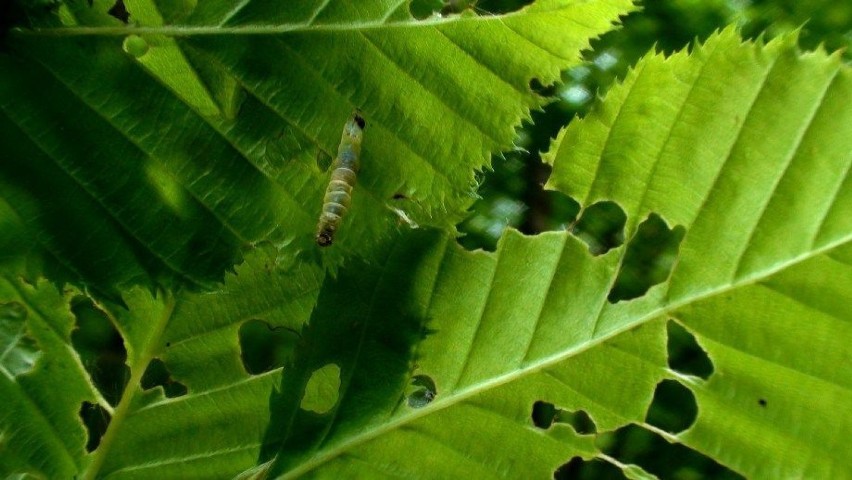 Po zabiegu, zarażony owad zwisa bezwładnie na liściu