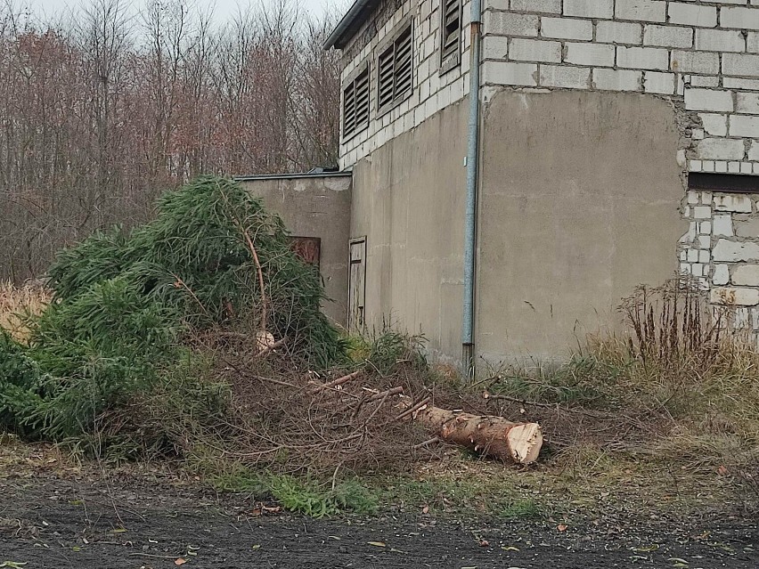 Wycinka drzew w Durowie w Wągrowcu. Ile zostanie usuniętych? Dlaczego? Czy planowane są nowe nasadzenia?