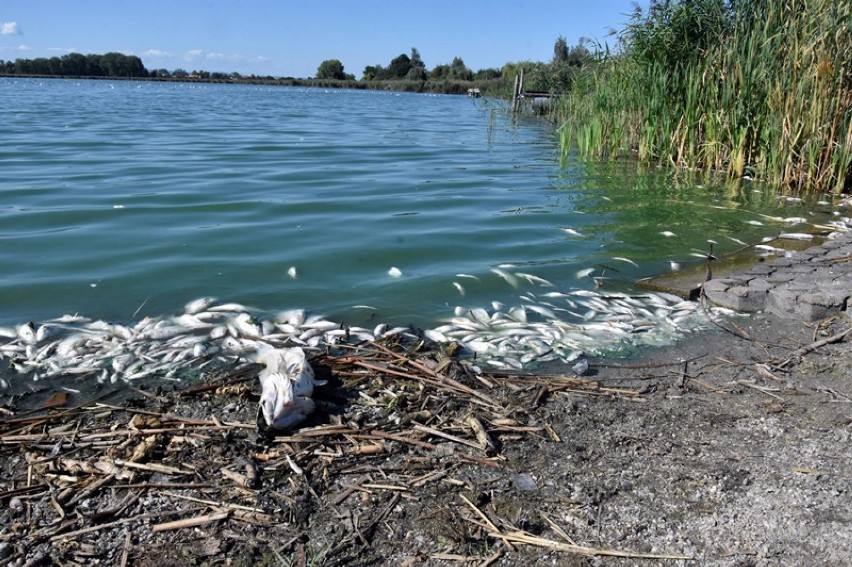 Tysiące martwych ryb w jeziorze Koskowickim na Dolnym Śląsku. Co się stało? [ZDJĘCIA]