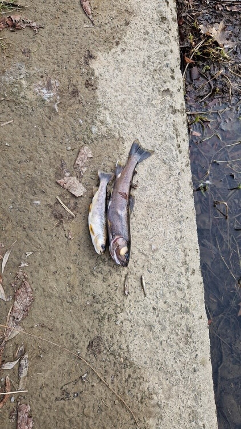 Śnięte ryby w rzece w Bielsku-Białej! Zanieczyszczenia i nienaruralny kolor wody. To przez wyciek amoniaku? Próbki już pobrane