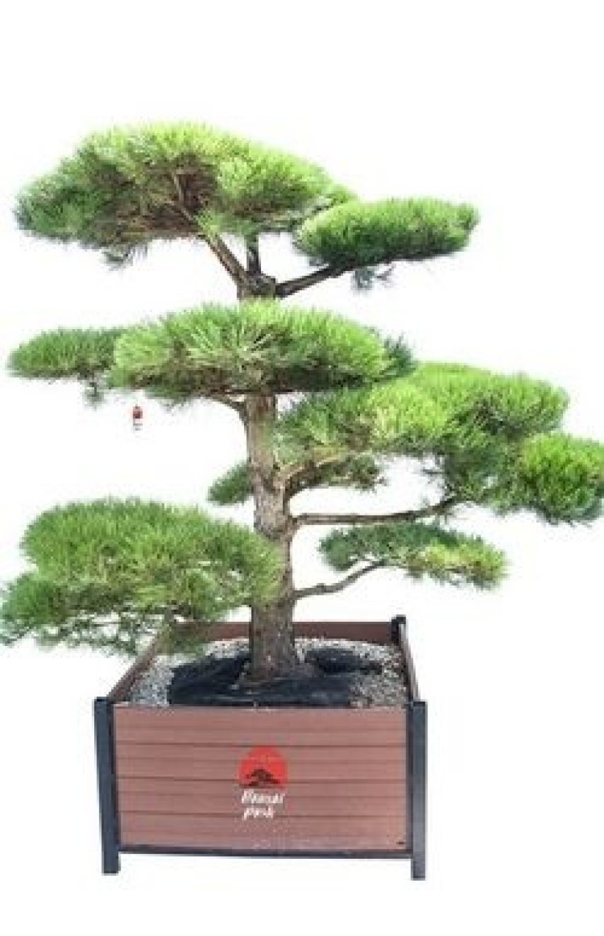 Centrum Bonsai Park przekaże laureatom drzewka bonsai.