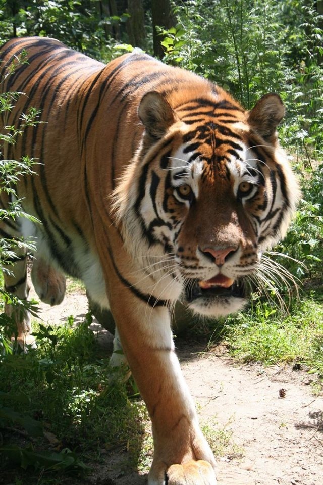 Zoo Poznań: Miś i makak się bawią, tygrys się wkurza