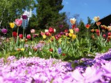 Tulipany rozkwitły w Ogrodzie Reformacji