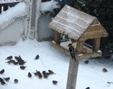 Tarnów. Uczniowie pomagają przeżyć ptakom zimę