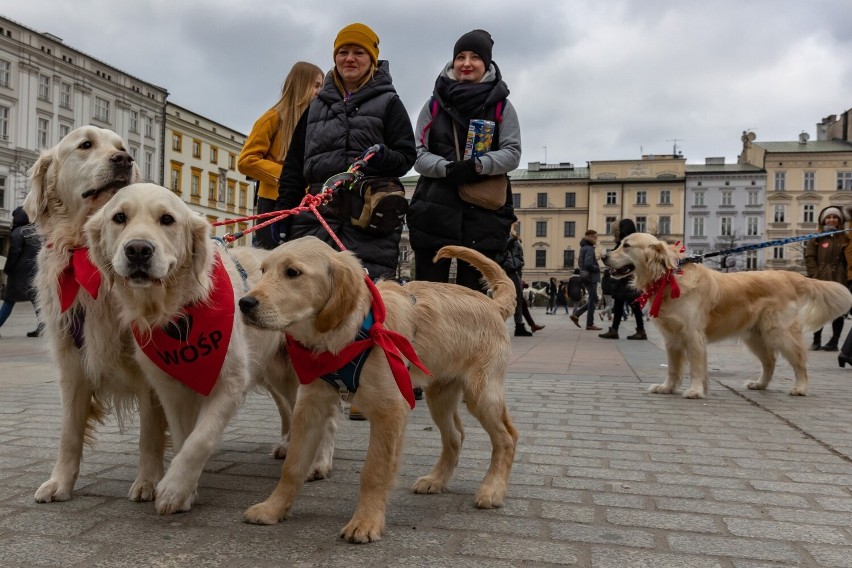 31. Finał WOŚP w Krakowie. Nie tylko ludzie zbierali do puszek. Na Rynku Głównym można było spotkać również golden retrievery