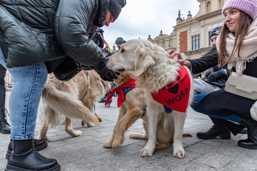 31. Finał WOŚP w Krakowie. Nie tylko ludzie zbierali do puszek. Na Rynku Głównym można było spotkać również golden retrievery