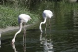 W opolskim zoo powiekszyło się stado flamingów [zdjęcia] 