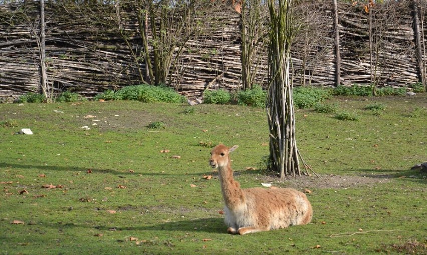 Jesień w zoo w Opolu