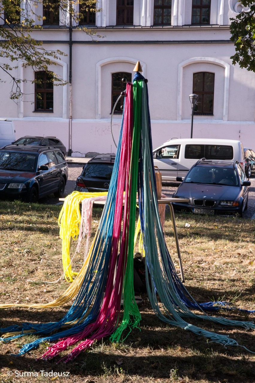 Stargard. Bardzo stare drzewo, rosnące przy kolegiacie, zrobiło się bardzo kolorowe