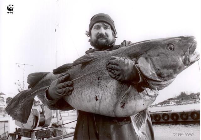 Zdjęcie wykonano w 1994 r. Obecnie poławiane dorsze najczęściej liczą tylko 20-30 cm.