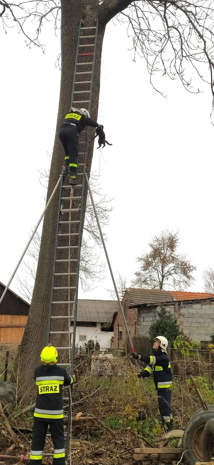 Kot spędził kilka dni na wysokim drzewie w Lesznie. Zdjęli go strażacy z OSP Medyka