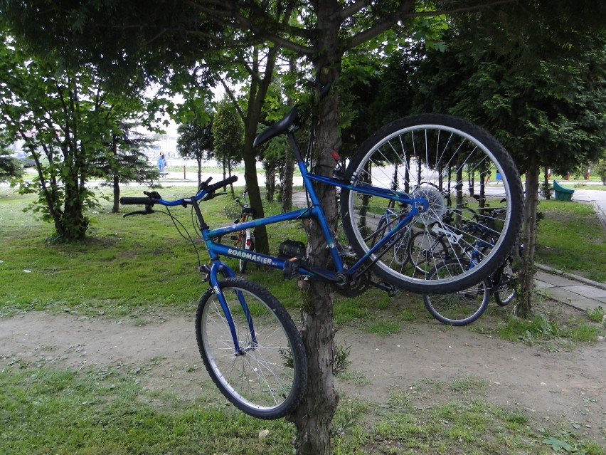 Rower przypięty na drzewku pod akademikiem Filon