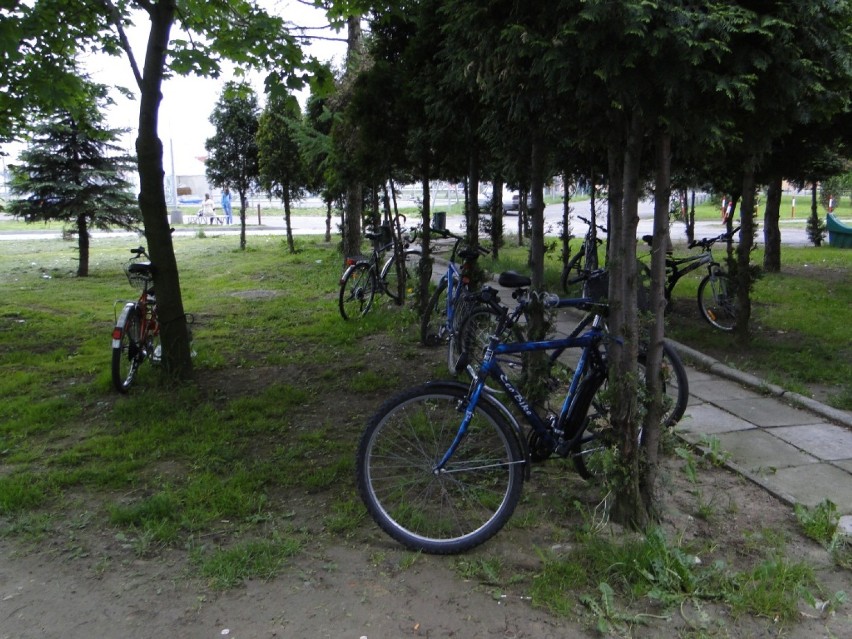 Drzewa jako stojaki rowerowe - miasteczko akademickie na Cichej